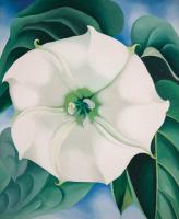 Jimson Weed, White Flower No. 1