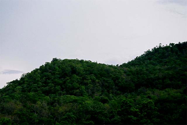 More Greens More Greens