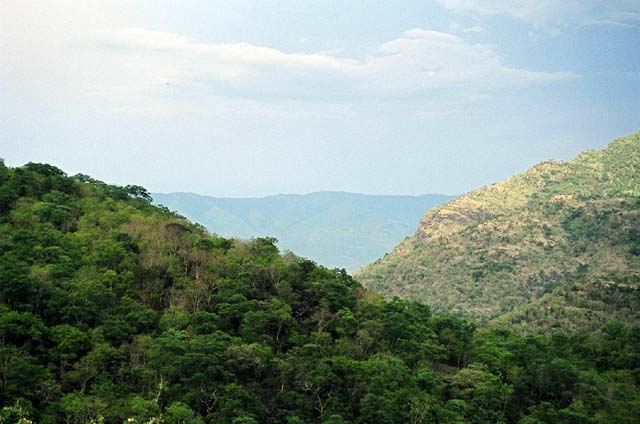 Still More Greens Still More Greens