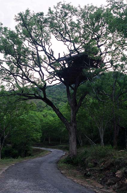 What Machan! What Machan!