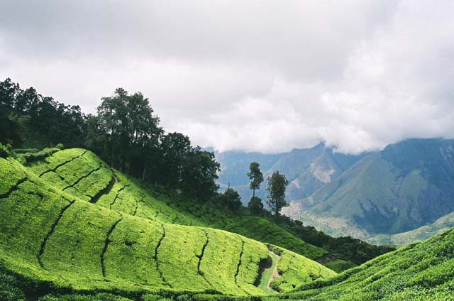 More Chai Time More Chai Time