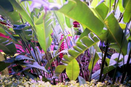 Banana Mayhem Banana Mayhem