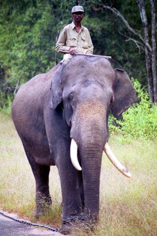 Tame Pachyderm Tame Pachyderm