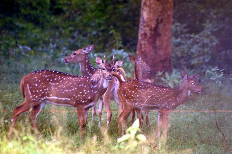Spotted Deer Spotted Deer