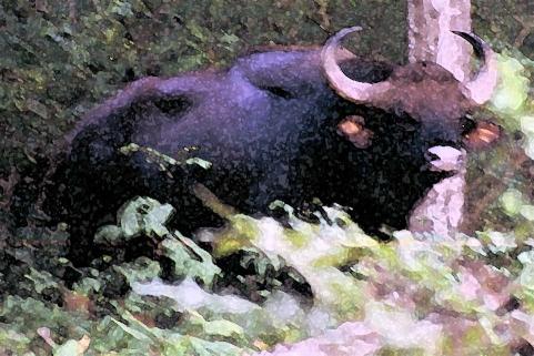 Another Bison Another Bison