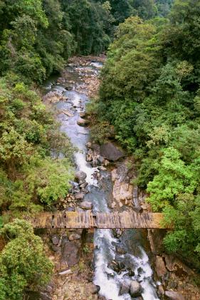 The kid brother The kid brother