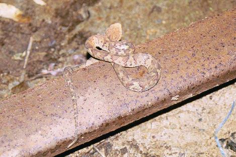 Live Snake Live Snake